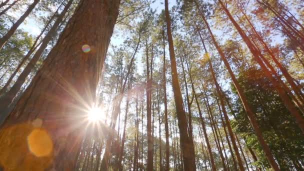 Forêt de pins avec lumière du soleil — Video