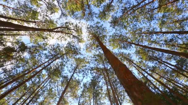 Сосновый лес с солнечным светом — стоковое видео