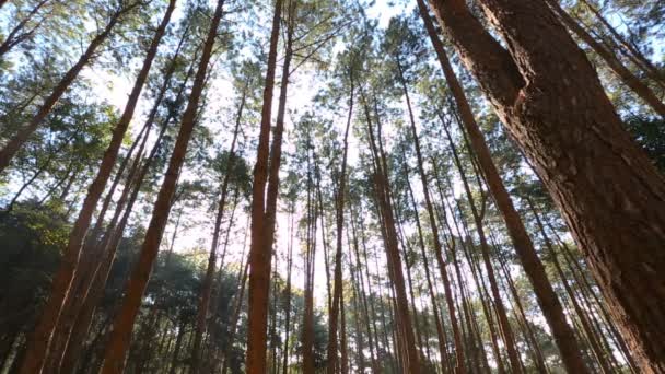 Bosque de pinos con luz solar — Vídeo de stock