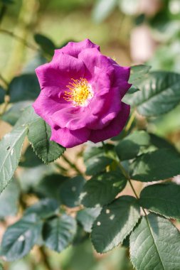 Bahçedeki güzel gül çiçeği