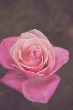 Bahçe retro renk sesi güzel gül çiçek