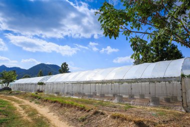 İncir tarım tesisi