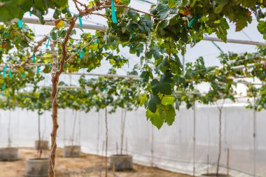 İncir tarım tesisi