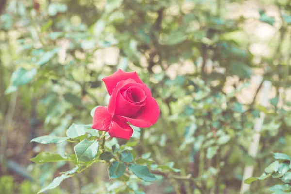 庭のレトロな色調で美しいバラの花 — ストック写真