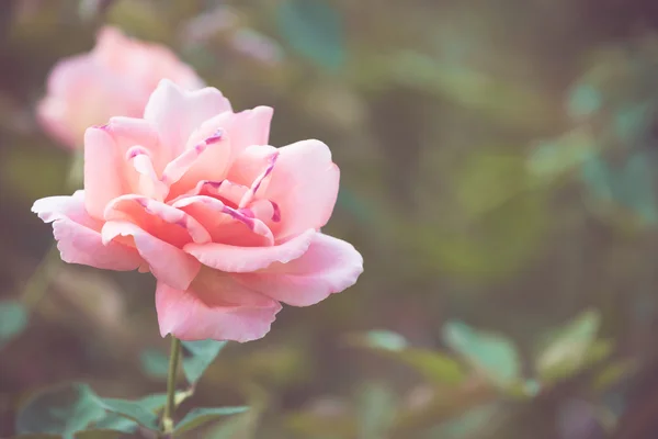 Mooie roze bloem in de tuin retro kleurtoon — Stockfoto