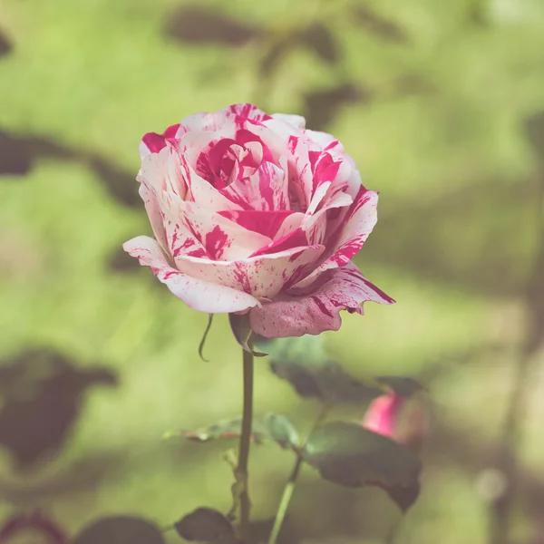 Hermosa flor de rosa en el tono de color retro jardín — Foto de Stock