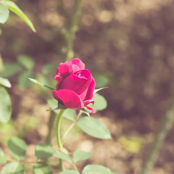 Bella rosa fiore in giardino tono di colore retrò — Foto Stock