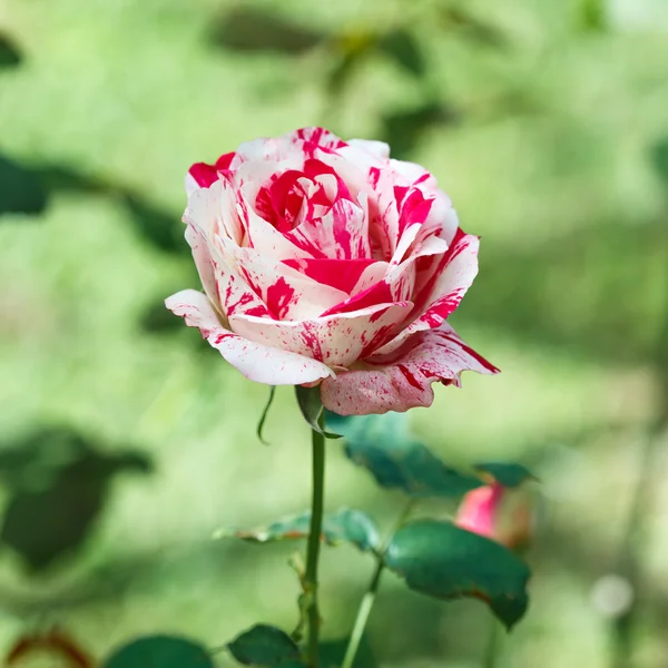 Mooie roos bloem in de tuin — Stockfoto