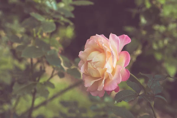 Mooie roze bloem in de tuin retro kleurtoon — Stockfoto