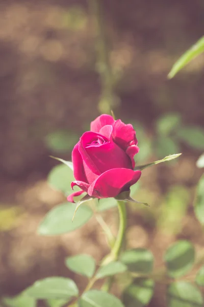 Vacker ros blomma i trädgården retro färgtonen — Stockfoto