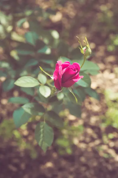 庭のレトロな色調で美しいバラの花 — ストック写真