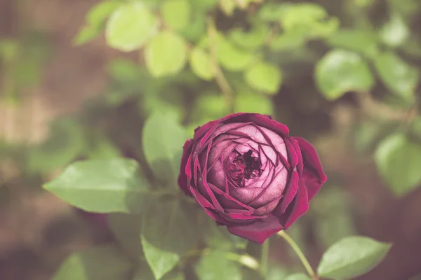 Mooie roze bloem in de tuin retro kleurtoon — Stockfoto