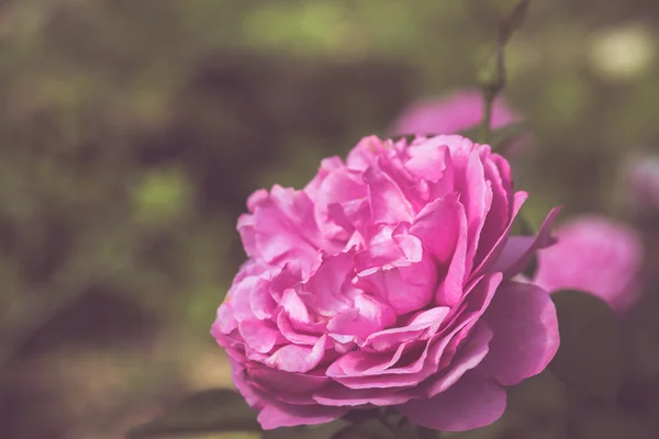 Mooie roze bloem in de tuin retro kleurtoon — Stockfoto