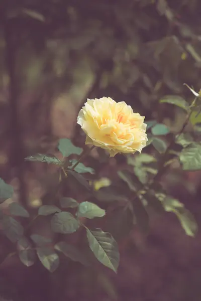 Bella rosa fiore in giardino tono di colore retrò — Foto Stock