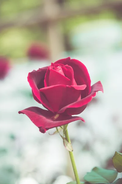 Hermosa flor de rosa en el tono de color retro jardín — Foto de Stock