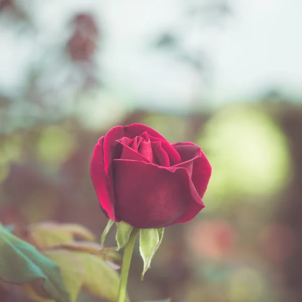 Beautiful rose flower in the garden retro color tone — Stock Photo, Image