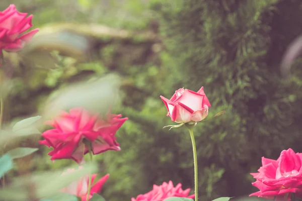 Hermosa flor de rosa en el tono de color retro jardín — Foto de Stock