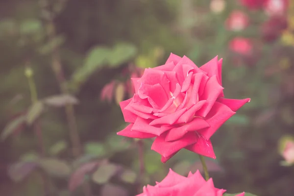 Beautiful rose flower in the garden retro color tone — Stock Photo, Image