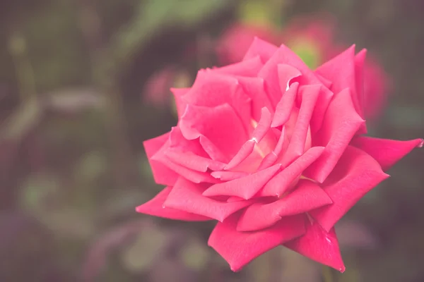Hermosa flor de rosa en el tono de color retro jardín — Foto de Stock