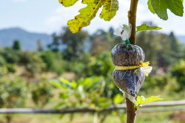 Fig landbouw plant — Stockfoto