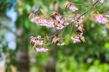 kuş kiraz çiçeği ve sakura 