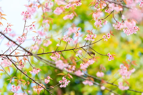 Uccello su fiori di ciliegio e sakura — Foto Stock