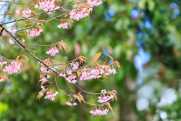 Pájaro en flor de cerezo y sakura — Foto de Stock