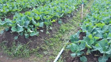 Kale Sebze Bahçe tesisi