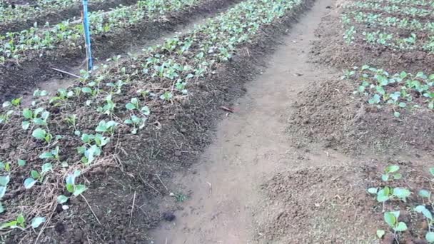 Kale planta de horta — Vídeo de Stock