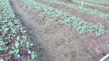 Kale Sebze Bahçe tesisi