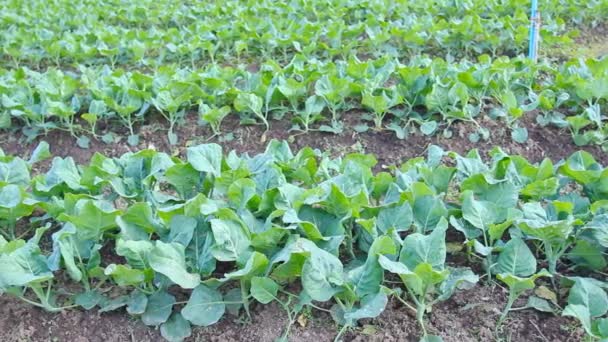 Chou frisé potager plante 