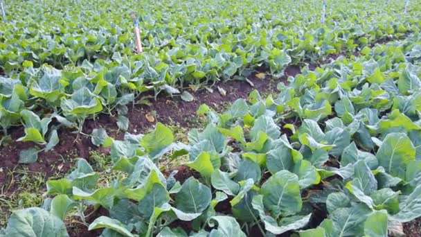 Chou frisé potager plante 