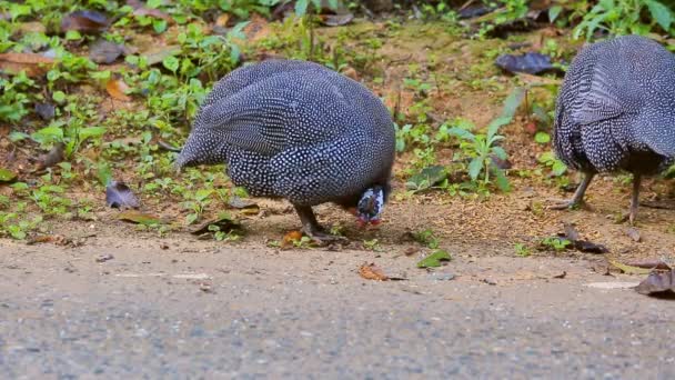 Pavo en la carretera — Vídeo de stock