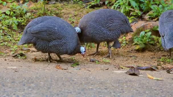 Turkeys at road — Stock Video