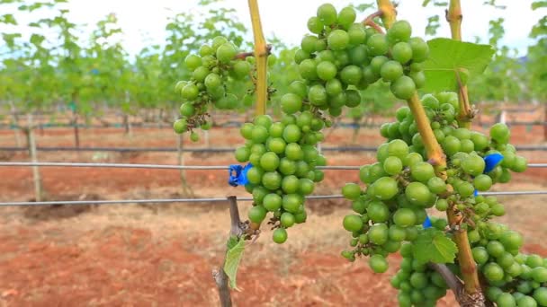 Plants growing at vineyard — Stock Video