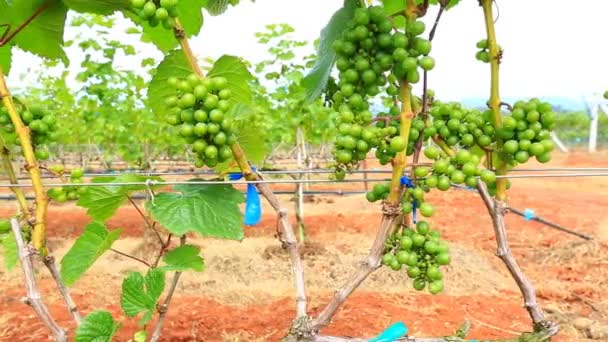 Plantas que crescem na vinha — Vídeo de Stock