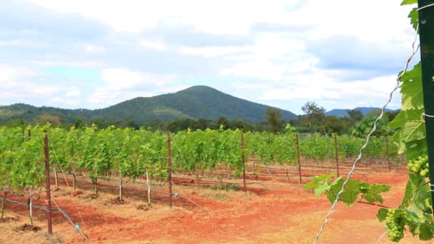 Plantes poussant au vignoble — Video