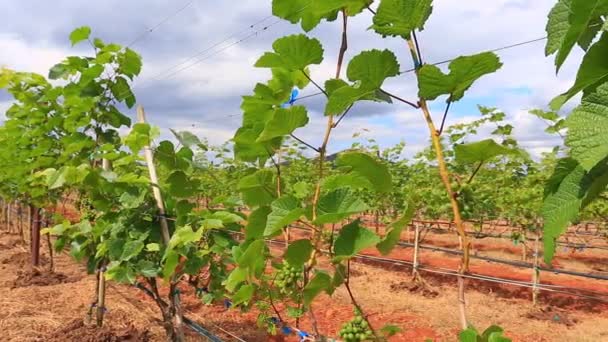 Plantas que crecen en el viñedo — Vídeos de Stock