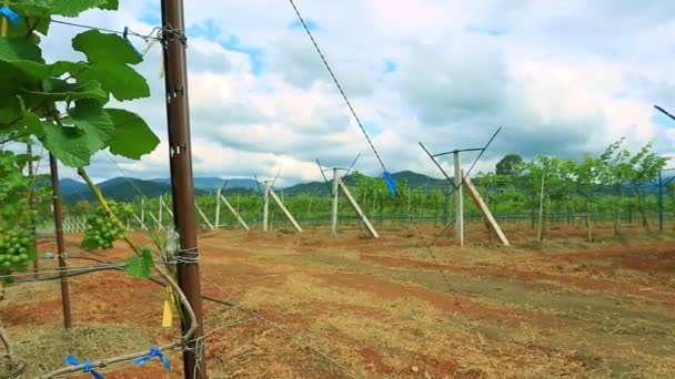 Pflanzen, die am Weinberg wachsen — Stockvideo