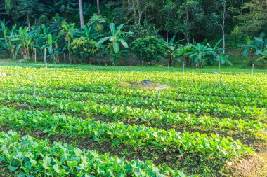 Yeşil lahana bitkiler