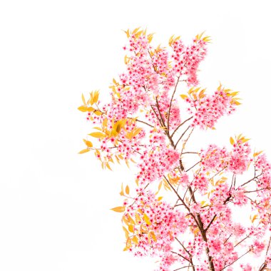 vahşi Himalaya kiraz