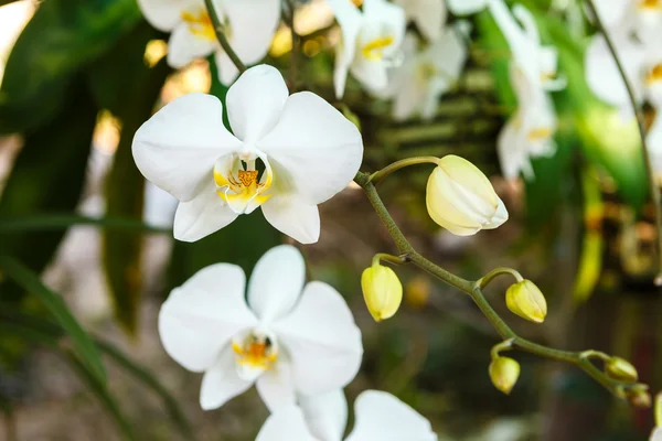 Weiße blühende Orchidee — Stockfoto