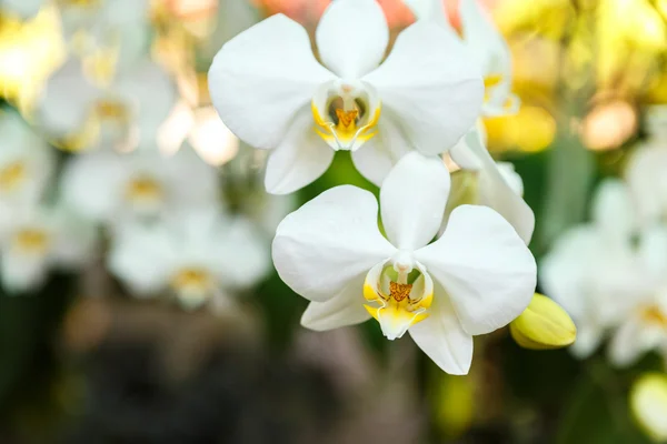 白咲く蘭 — ストック写真