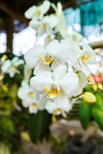 Vita blommande orkidé — Stockfoto