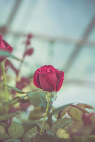 Flores de rosa roja — Foto de Stock