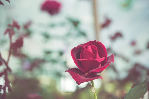 Röda rosenblommor — Stockfoto