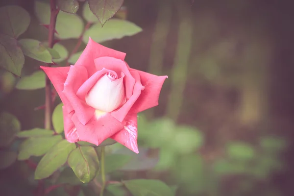 Roze roos bloem — Stockfoto