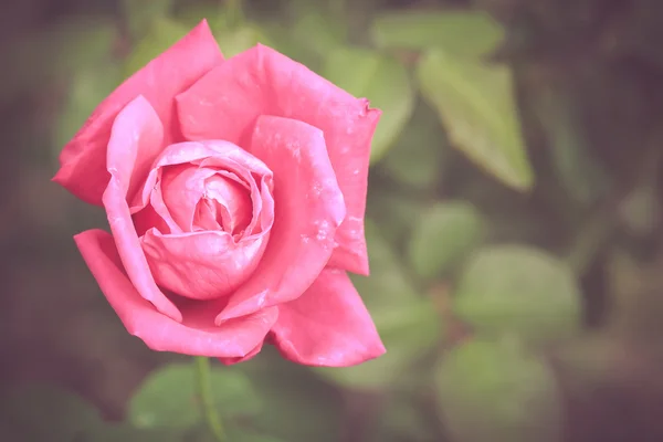 Rosa fiore di rosa — Foto Stock