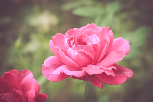 Roze roze bloemen — Stockfoto