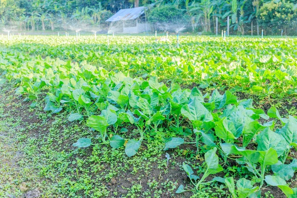 Groene boerenkool planten — Stockfoto